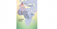 Horoz Bolloré Logistics’ten Afrika Multimodal Konsolidasyon Servisi