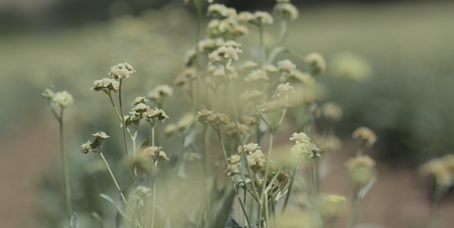 PIRELLI’DEN GUAYULE KAUÇUĞUNDAN PERFORMANS LASTİĞİ