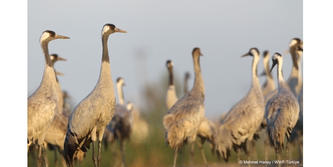 Anadolu’daki Turnalar, Brisa ve WWF-Türkiye’nin Koruması Altında